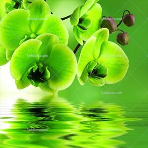 تصویر با کیفیت ارکیده سبز روی دریاچه 